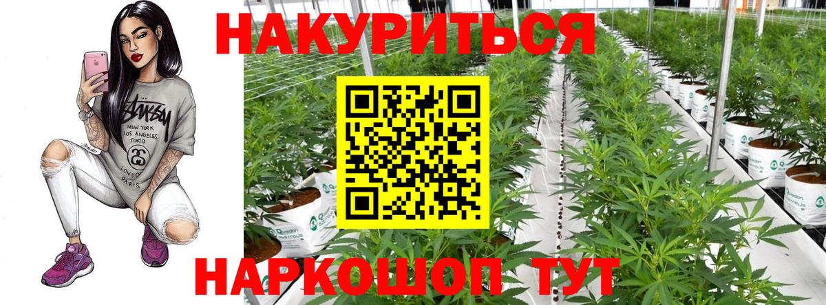 Конопля гибрид Кинель